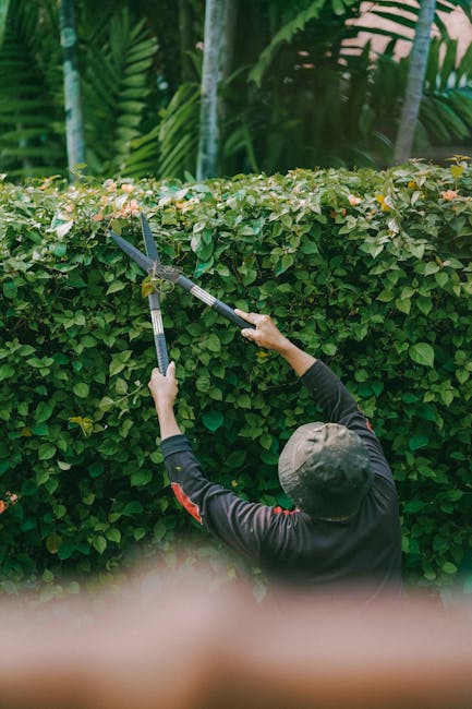 A gardener wearing a dark long-sleeve top and a grey cap is trimming a dense, neatly shaped hedge with a pair of hedge shears. The hedge is lush with small green leaves and shows hints of flowering bu
