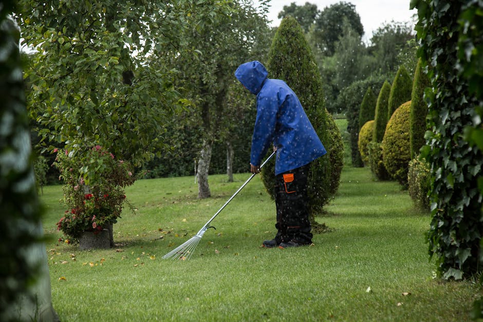 A gardener wearing a dark long-sleeve top and a grey cap is trimming a dense, neatly shaped hedge with a pair of hedge shears. The hedge is lush with small green leaves and shows hints of flowering bu